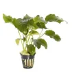 Anubias barteri