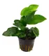 Anubias barteri var. nana