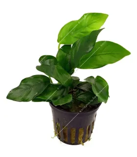 Anubias barteri var. nana