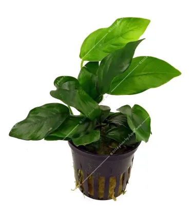 Anubias barteri var. nana