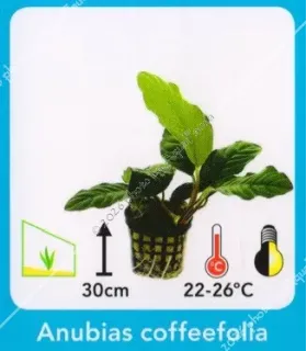 Anubias coffeefolia