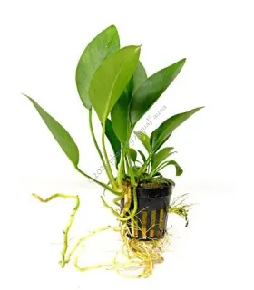 Anubias congensis