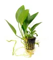 Anubias congensis
