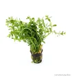 Bacopa monieri