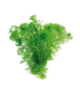 Cabomba aquatica