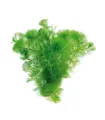 Cabomba aquatica