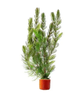 Ceratophyllum demersum