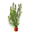 Ceratophyllum demersum