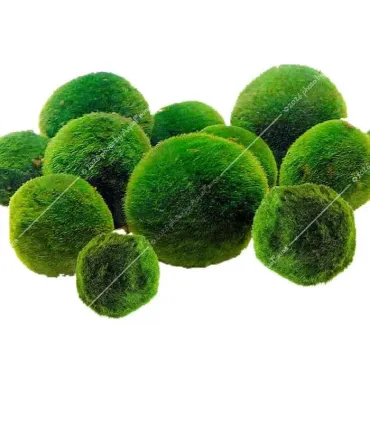Cladophora aegagrophila - Gömbmoha 6-7 cm