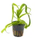 Crinum thaianum
