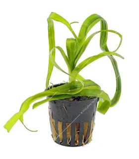 Crinum thaianum