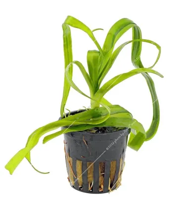 Crinum thaianum