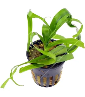 Crinum thaianum