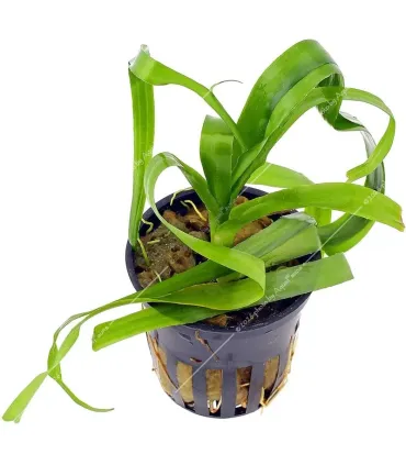 Crinum thaianum