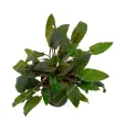 Cryptocoryne beckettii