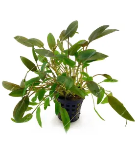 Cryptocoryne wendtii brown