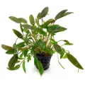 Cryptocoryne wendtii brown