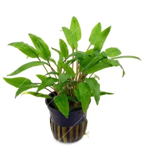 Cryptocoryne wendtii green
