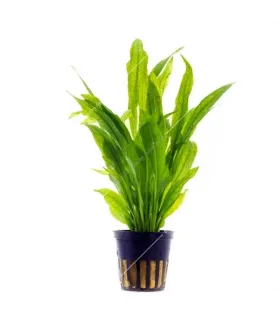 Echinodorus bleheri