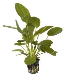 Echinodorus osiris
