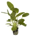 Echinodorus osiris