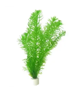 Elodea densa