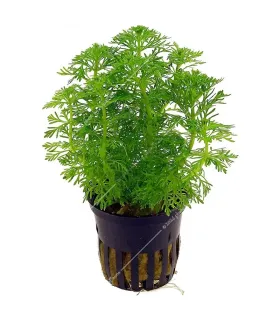 Limnophila sessiliflora