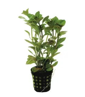 Ludwigia repens