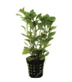 Ludwigia repens