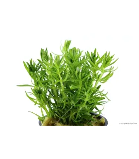 Pogostemon erectus