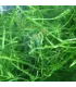 Vesicularia dubyana - Jávai moha