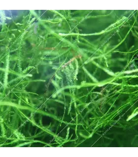 Vesicularia dubyana - Jávai moha