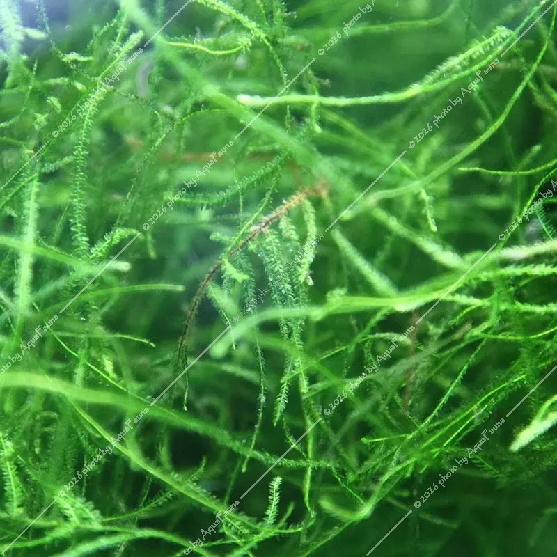 Vesicularia dubyana - Jávai moha
