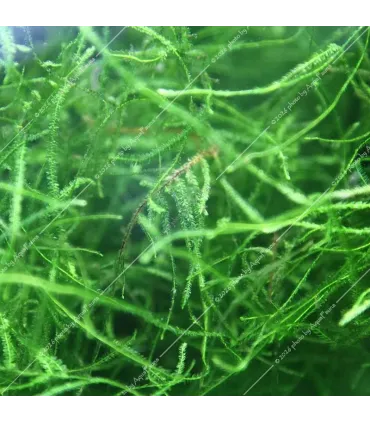 Vesicularia dubyana - Jávai moha