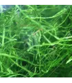 Vesicularia dubyana - Jávai moha