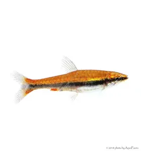 Nannostomus beckfordi - Díszes törpeszájú hal