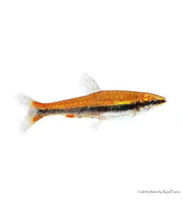 Nannostomus beckfordi - Díszes törpeszájú hal