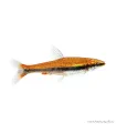 Nannostomus beckfordi - Díszes törpeszájú hal