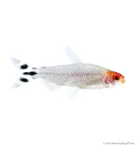 Petitella georgiae - Vörösorrú pontylazac
