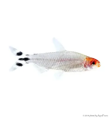 Petitella georgiae - Vörösorrú pontylazac