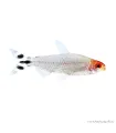 Petitella georgiae - Vörösorrú pontylazac