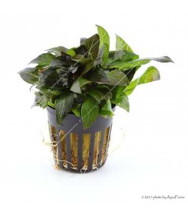 Nomaphila stricta compact