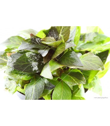 Nomaphila stricta compact