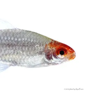 Petitella georgiae - Vörösorrú pontylazac