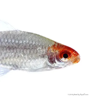 Petitella georgiae - Vörösorrú pontylazac