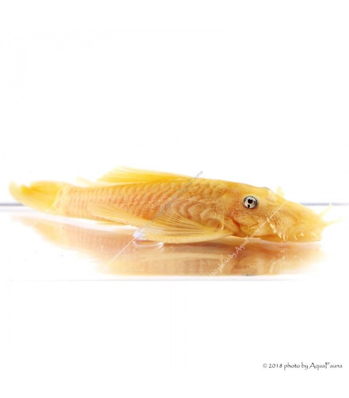 L144 - Ancistrus sp.