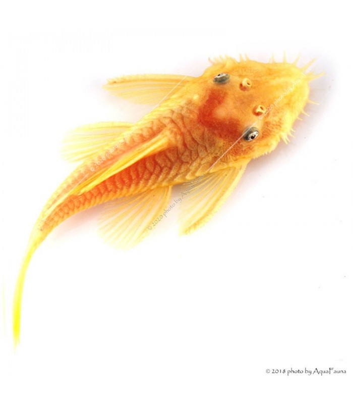 L144 - Ancistrus sp.