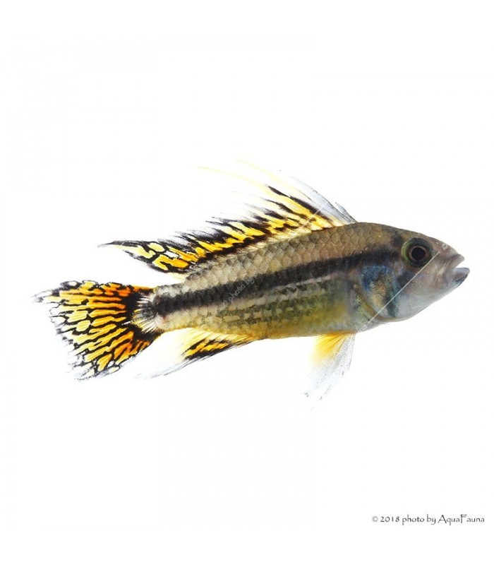 Apistogramma cacatuoides - Kakadu törpesügér