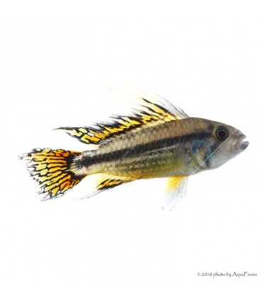 Apistogramma cacatuoides - Kakadu törpesügér