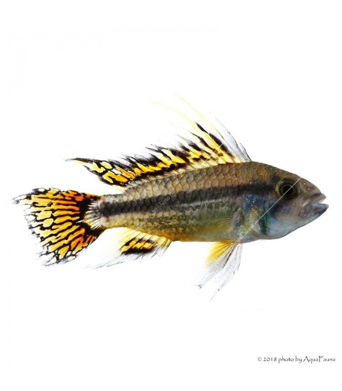 Apistogramma cacatuoides - Kakadu törpesügér